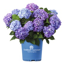 FLORASELF® Hortensia Hydrangea 'Endless Summer Bloomstar' Blue-thumb-0