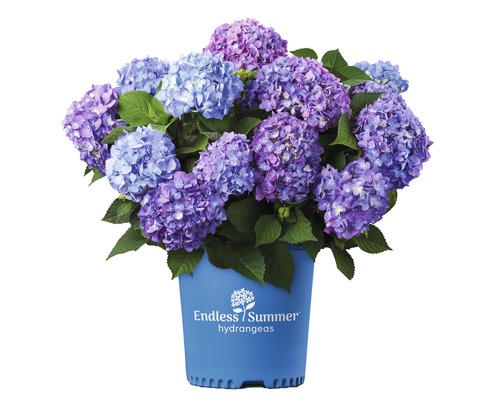 FLORASELF® Hortensia Hydrangea 'Endless Summer Bloomstar' Blue