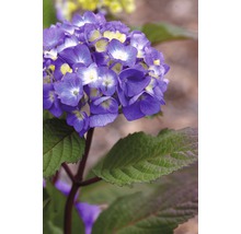 FLORASELF® Hortensia Hydrangea 'Endless Summer Bloomstar' Blue-thumb-1