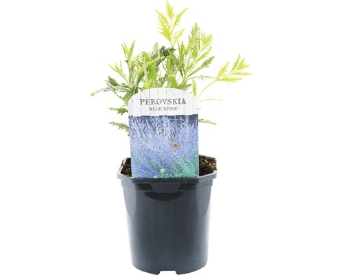 FLORASELF® Reuzenlavendel Perovskia atriplicifolia 'Blue Spire' potmaat Ø 14 cm