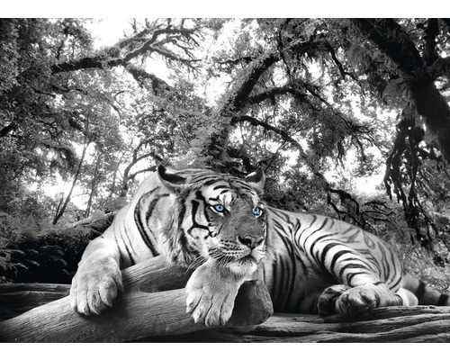 PLANET PICTURES Decopaneel Tiger 98x136 cm