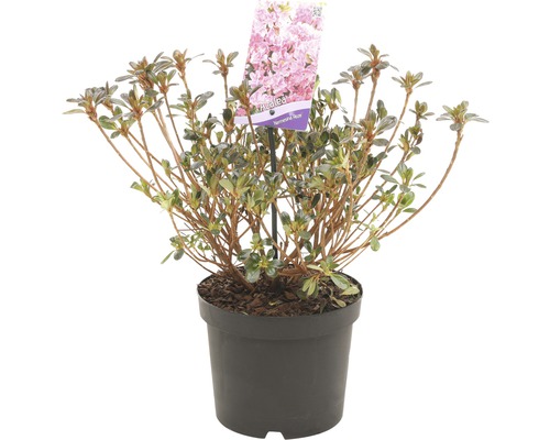 FLORASELF® Rhododendron Azalea Rhododendron (Azalea) 'Kermesina' potmaat Ø19 cm
