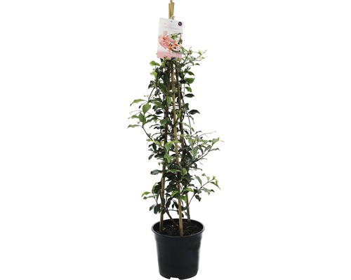 FLORASELF® Sterjasmijn Trachelospermum jasminoides 'Star of Sicily' potmaat Ø 19 cm