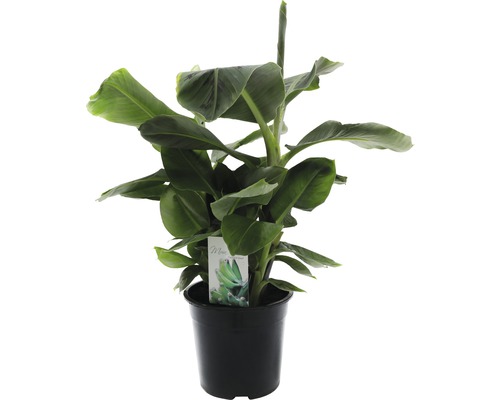 FLORASELF® Bananenplant Musa 'Dwarf Cavendish' potmaat Ø 24 cm