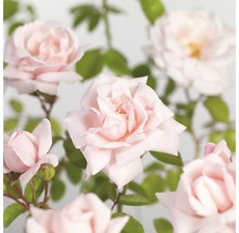 FLORASELF® Klimroos Rosa 'New Dawn' potmaat Ø 18 cm-thumb-1
