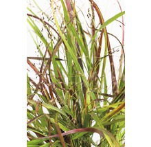 FLORASELF Vingergras Panicum virgatum 'Cheyenne Sky' potmaat Ø 19 cm H 10-80 cm-thumb-0