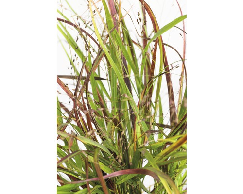 FLORASELF Vingergras Panicum virgatum 'Cheyenne Sky' potmaat Ø 19 cm H 10-80 cm-0