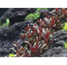 DENNERLE Waterplant - Alternanthera Reineckii Mini-thumb-1