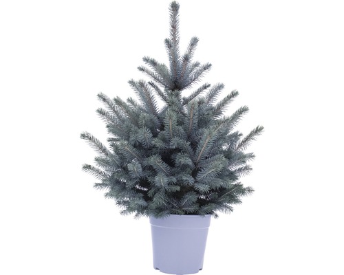 FLORASELF Kerstboom in pot Picea Pungens Baby Blue H 100-120 cm Ø 8 liter