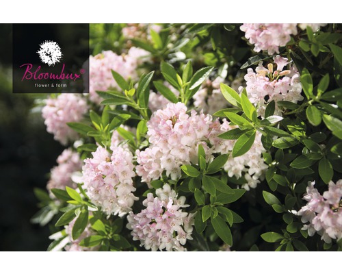 Azalea Rhododendron micranthum 'Nugget® by Bloombux' potmaat 2 liter-0