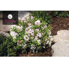Azalea Rhododendron micranthum 'Nugget® by Bloombux' potmaat 2 liter-thumb-1