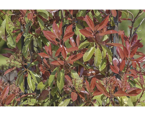 FLORASELF Glansmispel Photinia x fraseri 'Red Robin' H 110-120 cm