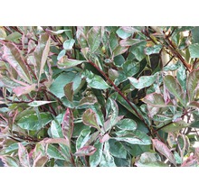 FLORASELF Glansmispel Photinia fraseri 'Pink Marble' potmaat 15 Liter H 125-150 cm 9 st. ca. 4 meter haag-thumb-1