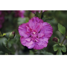 FloraSelf Altheastruik Hibiscus syriacus 'Magenta Chiffon' potmaat 4,5 liter H 50-60 cm-thumb-0