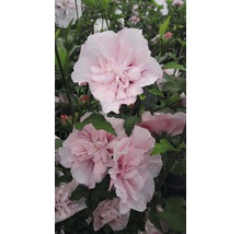 FloraSelf Altheastruik Hibiscus syriacus 'Pink Chiffon' potmaat 4,5 liter H 50-60 cm-thumb-0