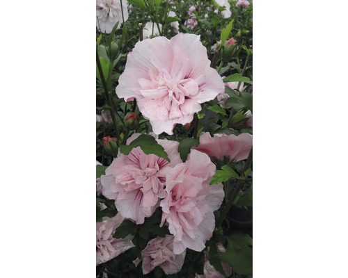 FloraSelf Altheastruik Hibiscus syriacus 'Pink Chiffon' potmaat 4,5 liter H 50-60 cm-0