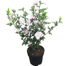 FloraSelf Altheastruik Hibiscus syriacus 'Pink Chiffon' potmaat 4,5 liter H 50-60 cm-thumb-1