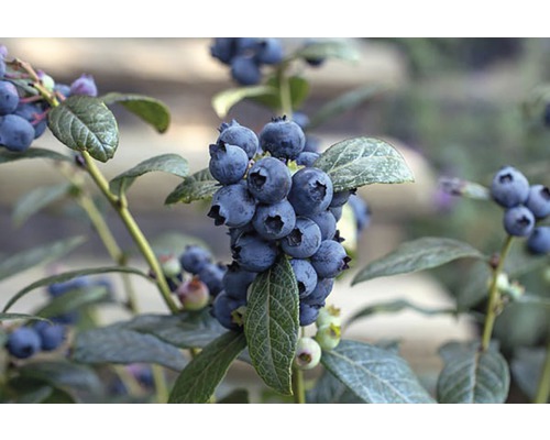 BRAZELBERRY Blauwe bes Vaccinium BrazelBerry ® 'Perpetua' ® H 20-25 cm
