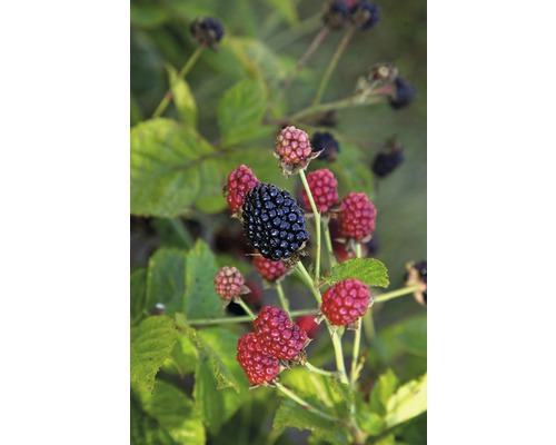 BRAZELBERRY Braam Rubus BrazelBerry ® 'Baby Cakes' ® H 25-30 cm