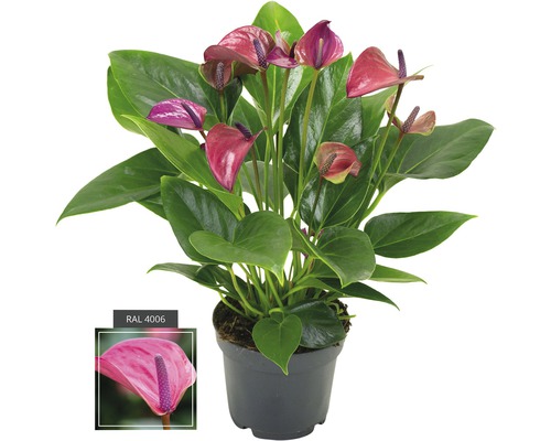 FLORASELF® Flamingoplant Anthurium Andreanum 'Purple' roze potmaat Ø 12 cm