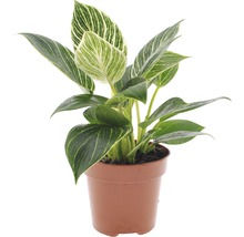 FLORASELF Philodendron Philodendron 'White Wave' potmaat Ø 12 cm H 20-30 cm-thumb-0
