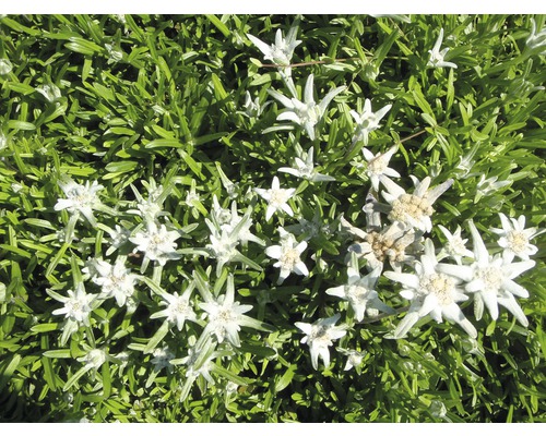 Verwachting roterend Specificiteit FLORASELF Edelweiss Leontopodium alpinum Ø 11 cm kopen! | HORNBACH