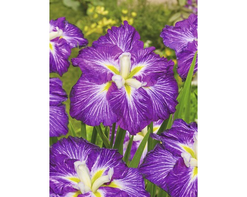 FLORASELF Japanse iris Iris ensata Dinner Plate 'Jell-O' potmaat Ø 11 cm H 10-30 cm