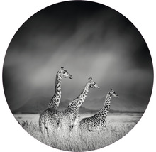SPECIAL DECORATION Fotobehang vlies Giraffe zwart/wit ø 142,5 cm-thumb-0
