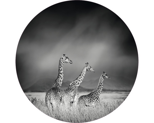 SPECIAL DECORATION Fotobehang vlies Giraffe zwart/wit ø 142,5 cm-0