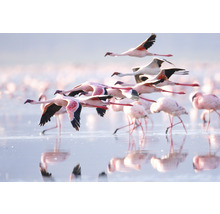 SPECIAL DECORATION Fotobehang vlies Flamingo 243x184 cm-thumb-0