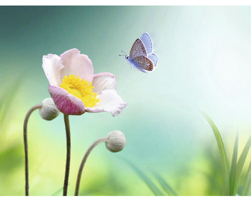 SPECIAL DECORATION Fotobehang vlies Bloem met vlinder 243x184 cm