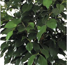 FLORASELF Ficus danielle Ø21 cm H105 cm-thumb-1