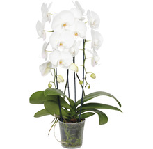 FLORASELF Vlinderorchidee Phalaenopsis Hybride potmaat Ø 12 cm H 55-70 cm-thumb-1