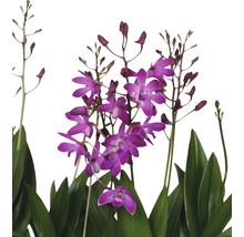 FLORASELF Orchidee Dendrobium x Hybride 'Berry Oda' potmaat Ø 12 cm H 35-45 cm-thumb-1