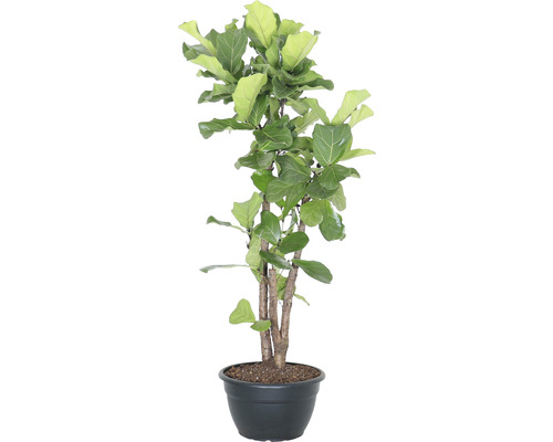 FloraSelf Vioolbladplant Ficus lyrata potmaat Ø 40 cm H 150 -170 cm