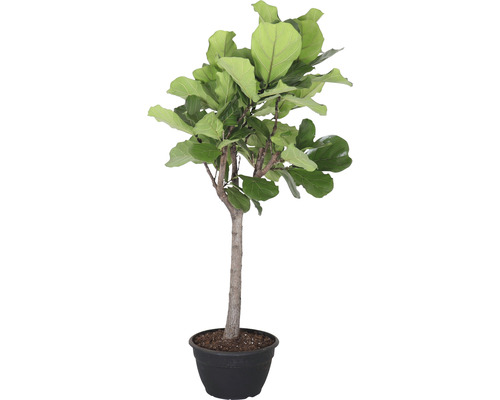 Vioolbladplant Ficus lyrata potmaat Ø 35 cm H 150 cm