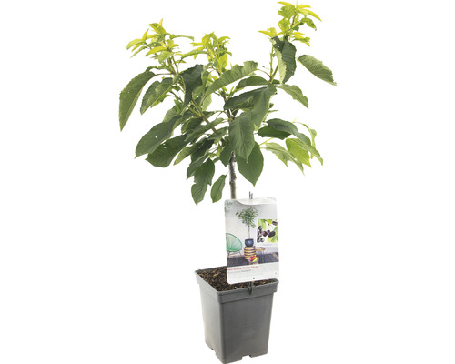 FLORASELF Kersenboom Prunus avium 'Sunburst' potmaat Ø 18 cm H 65 cm