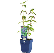 FLORASELF Dropplant Agastache-Cultivars 'Black Adder' Ø 11 cm-thumb-0