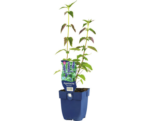FLORASELF Dropplant Agastache-Cultivars 'Black Adder' Ø 11 cm-0