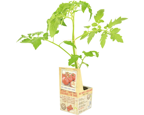 FLORASELF Geënte Trostomaat Solanum lycopersicum potmaat 11x11 cm H 15-25 cm