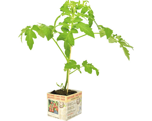 FLORASELF Cherrytomaat Solanum lycopersicum potmaat 11x11 cm H 15-25 cm