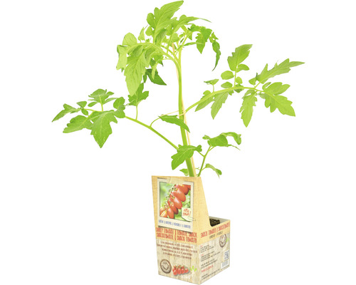 FLORASELF Tomatenplant Geënte Snacktomaat Solanum lycopersicum potmaat 11x11 cm H 15-25 cm