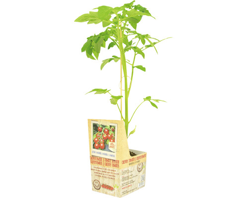 FLORASELF Tomatenplant Geënte Cherrytomaat Solanum lycopersicum potmaat 11x11 cm H 15-25 cm
