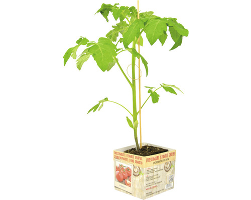FLORASELF Trostomaat Solanum lycopersicum potmaat 11x11 cm H 15-25 cm