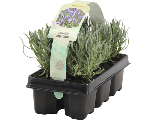 FLORASELF® Lavendel Lavandula angustifolia 6-pack