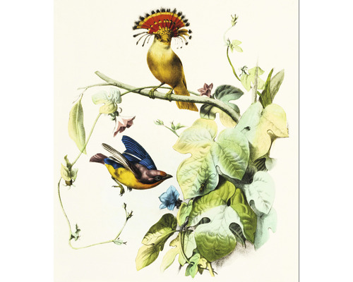 Mannelijkheid gastheer schermutseling SPECIAL DECORATION Fotobehang vlies Vogel Illustration I 243x280 cm kopen!  | HORNBACH