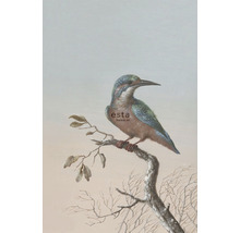 ESTAHOME Fotobehang vlies 158888 Blush ijsvogel op tak rood 186x279 cm-thumb-0