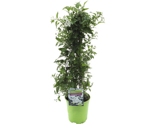 FLORASELF Klimmende nachtschade Solanum jasminoides potmaat Ø 19 cm 70-90 cm