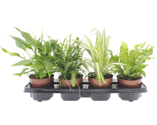 Planten set kamerplanten "woongezondheid" potmaat Ø 12 cm H 20-40 cm 4-pack-0