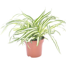 Planten set kamerplanten "woongezondheid" potmaat Ø 12 cm H 20-40 cm 4-pack-thumb-2